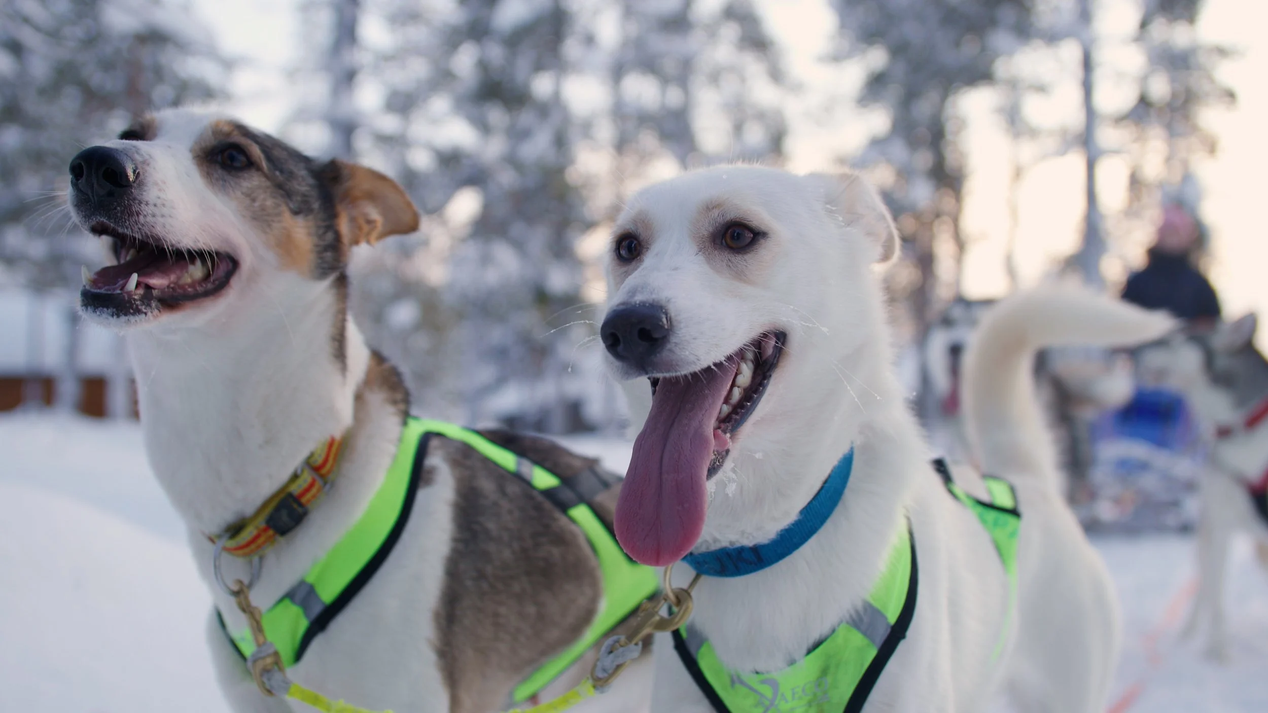 Two husky dogs wearing reflective vests in a snowy outdoor setting with trees in the background.