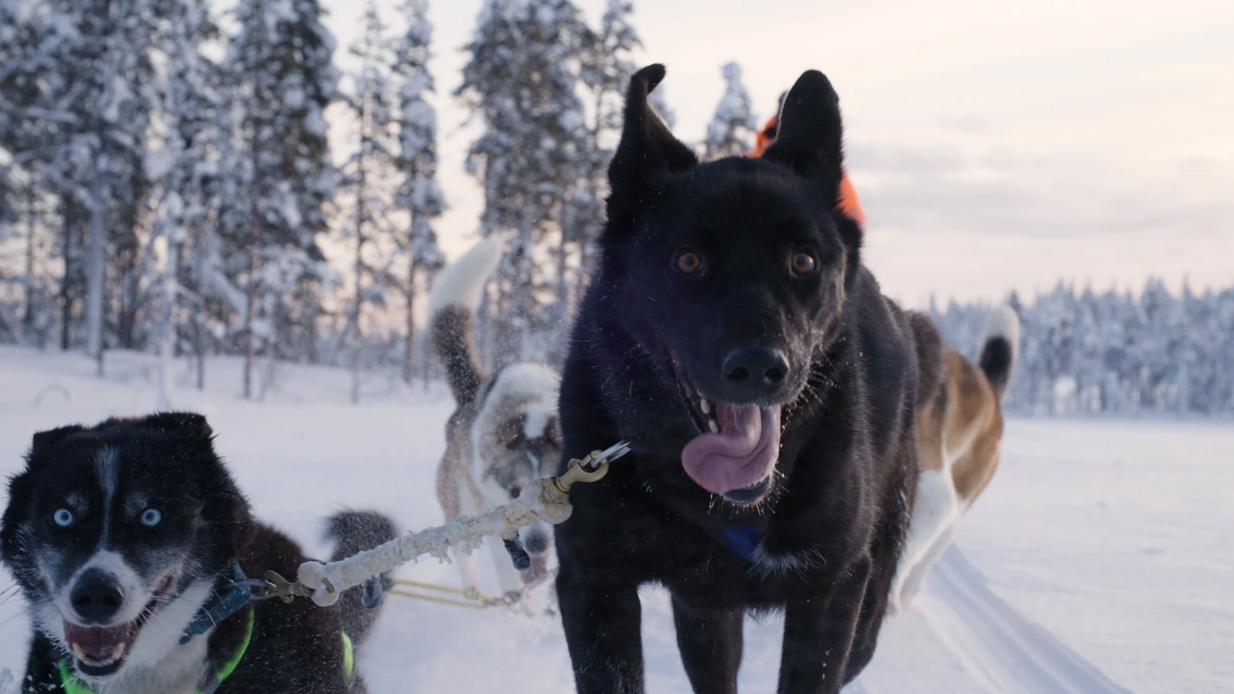 Group of dogs running in snow-covered landscape during winter, with snow-covered trees in the background.