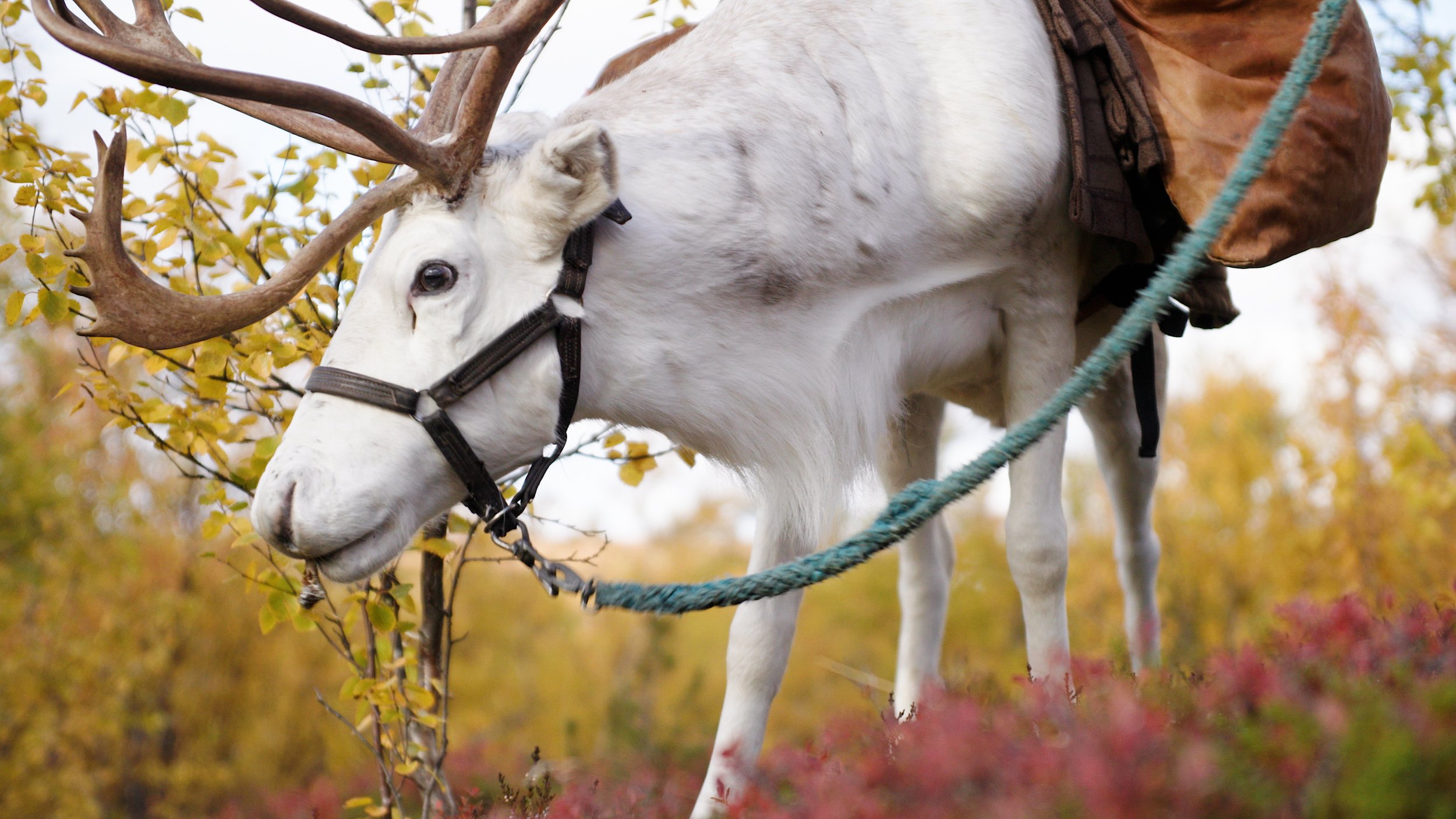 A white reindeer with large, branching antlers standing in autumn foliage. The reindeer is wearing a black harness and a brown pack on its back, with a green rope attached.