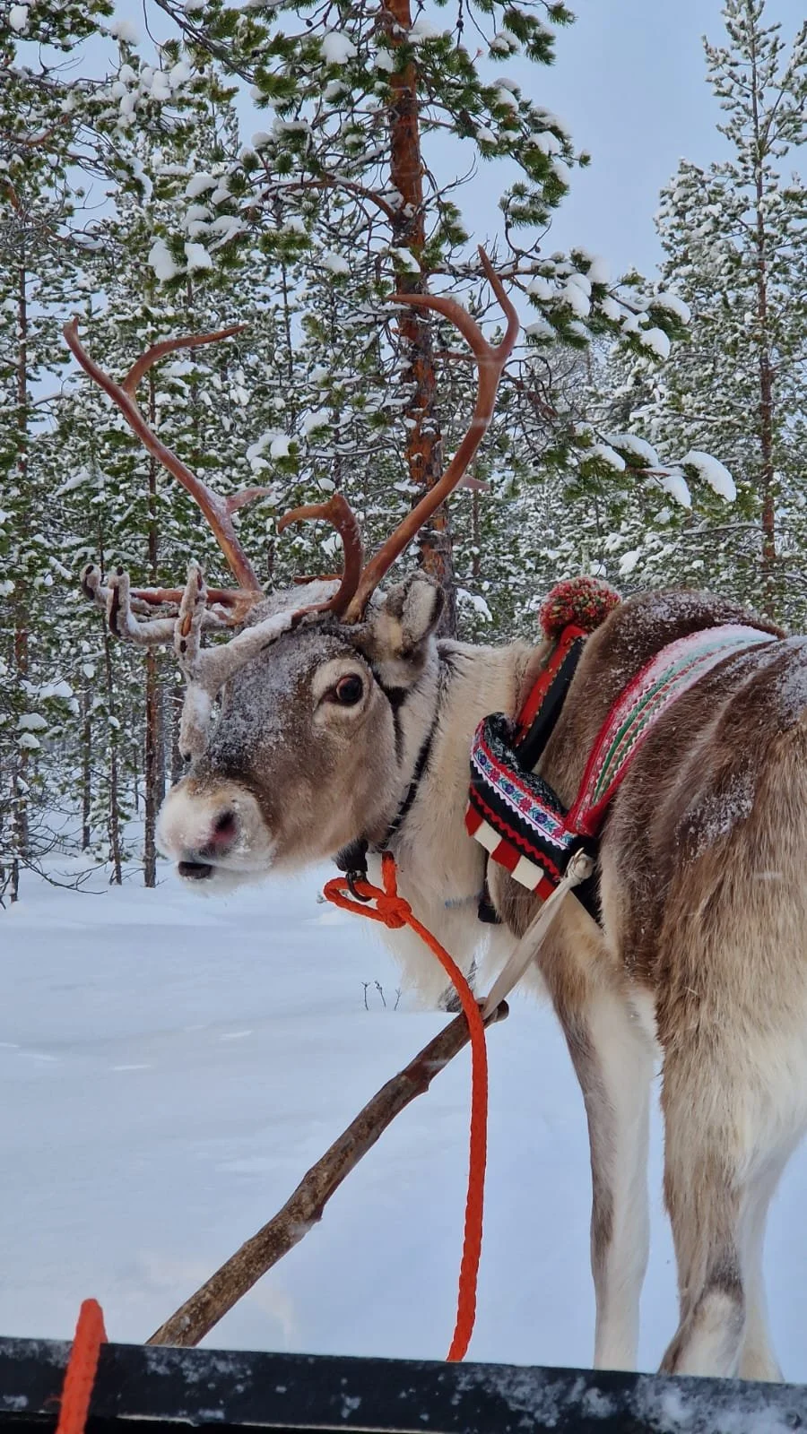 A white reindeer with snow on its nose, wearing a harness, against a snowy landscape.